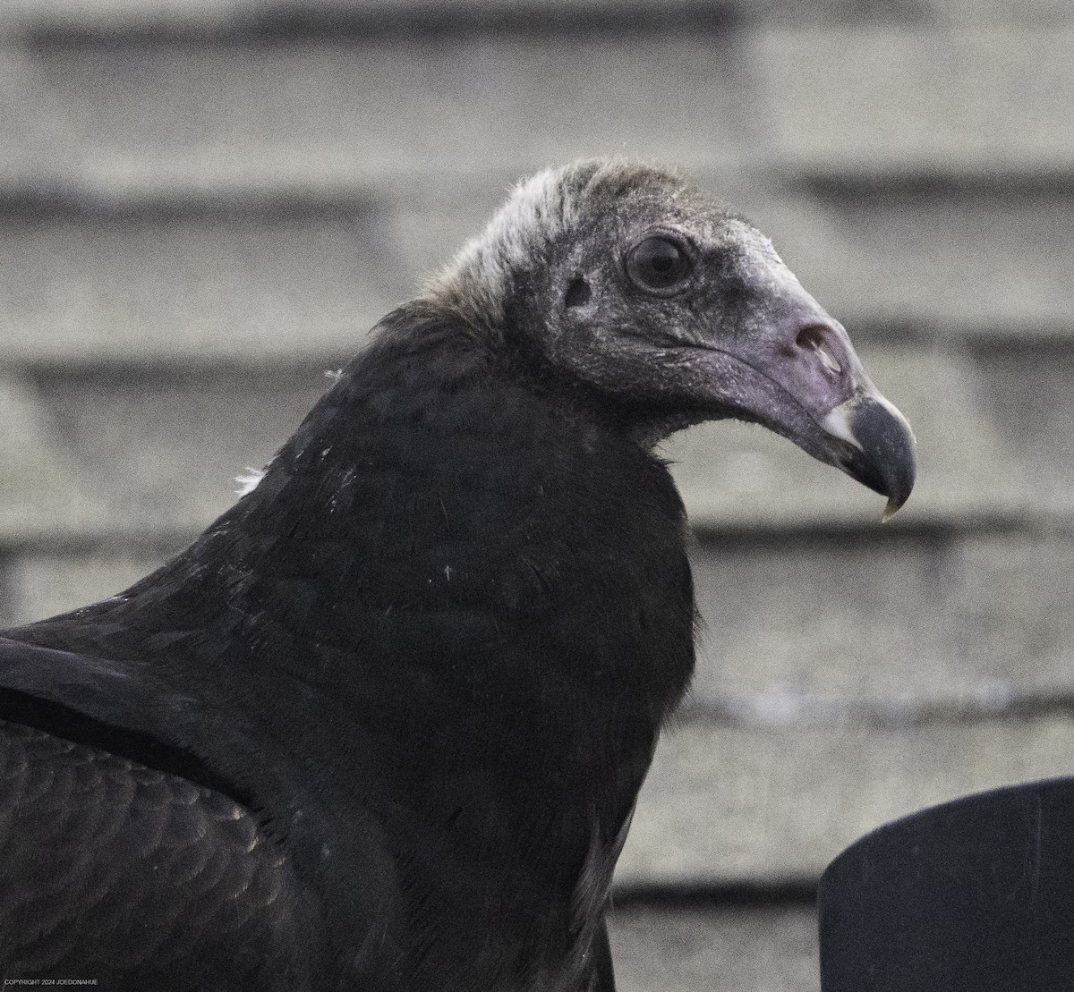 Turkey Vulture - ML623636689