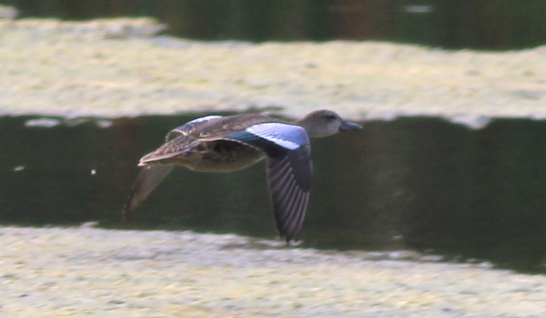 Blue-winged Teal - ML623636691