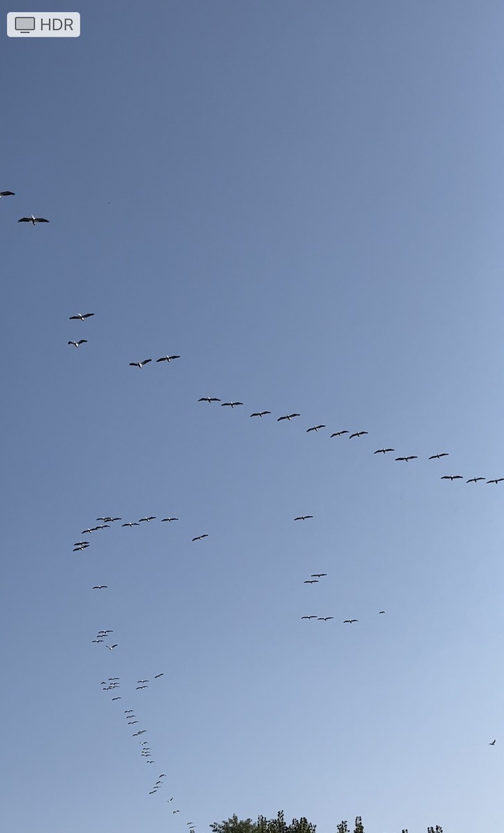 American White Pelican - ML623636694