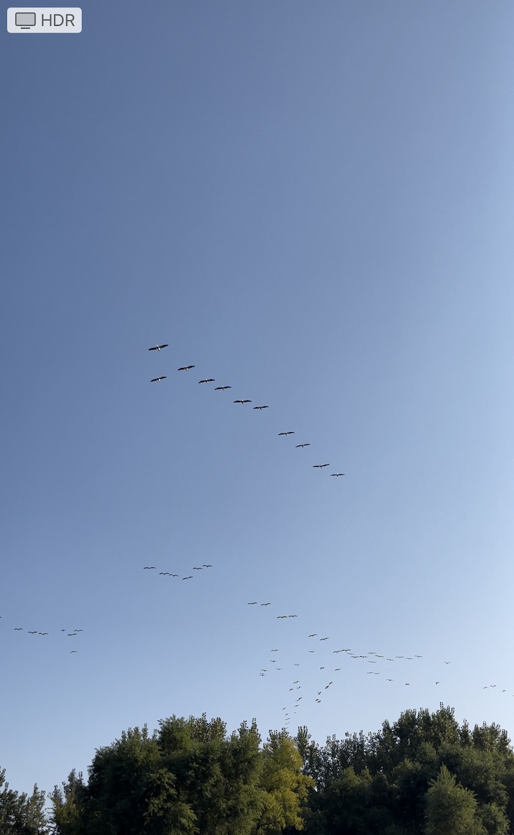 American White Pelican - ML623636695