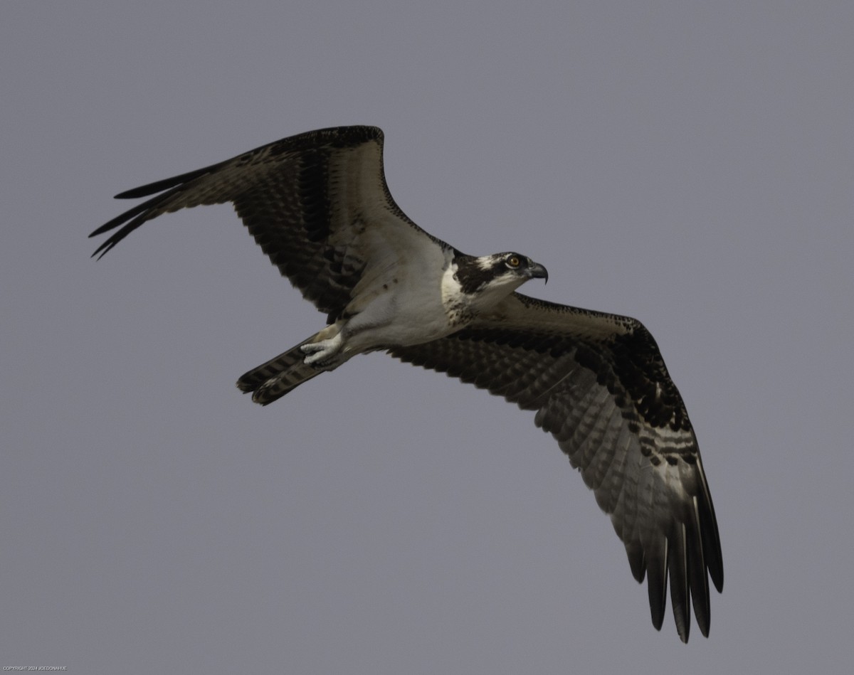 Osprey - ML623636697