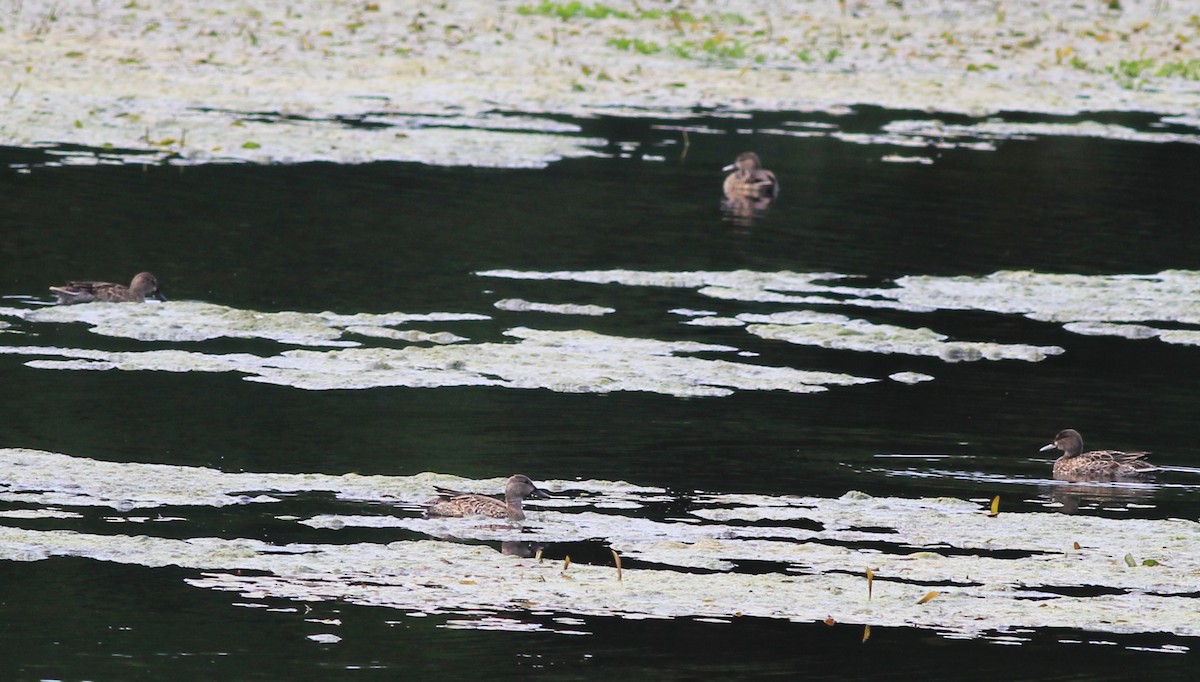 Blue-winged Teal - ML623636700