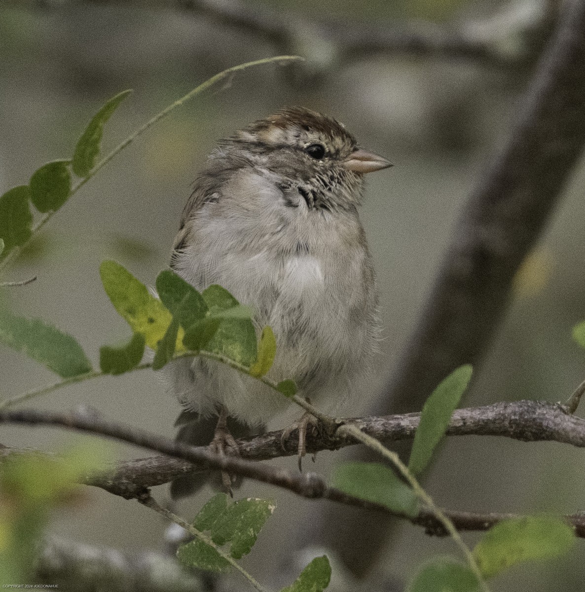 Chipping Sparrow - ML623636745