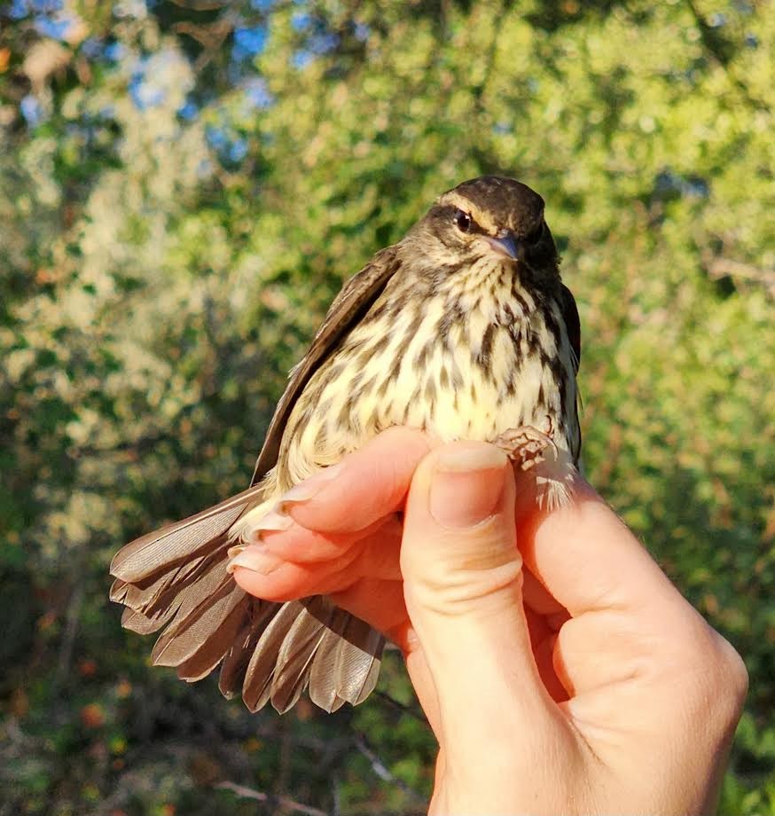 Northern Waterthrush - ML623636772