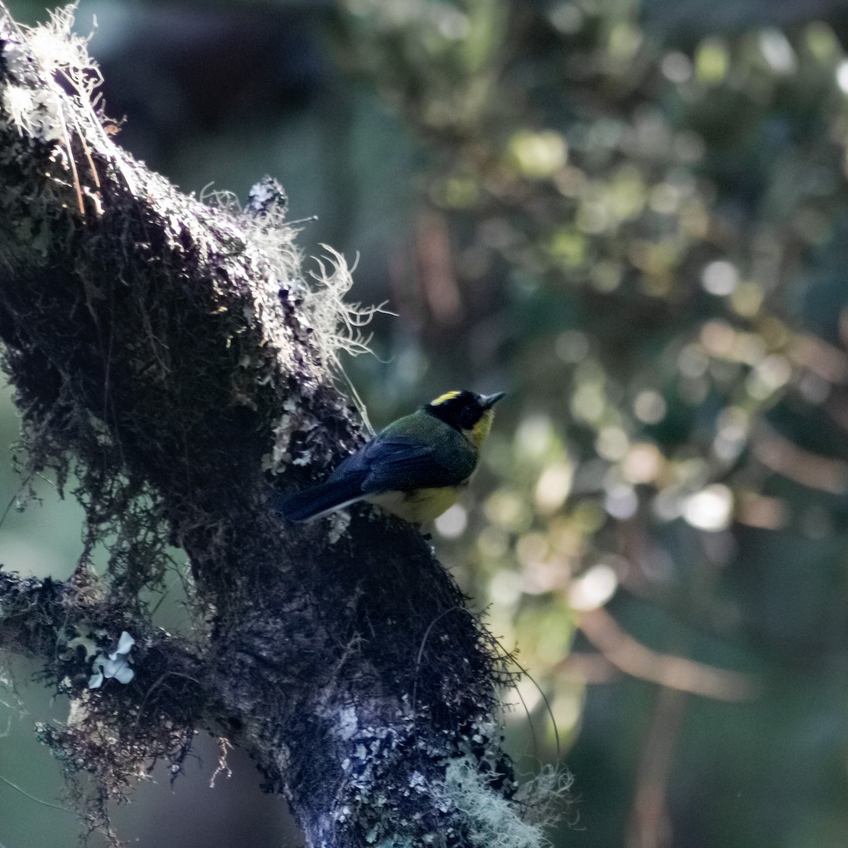 Yellow-crowned Redstart - ML623636789