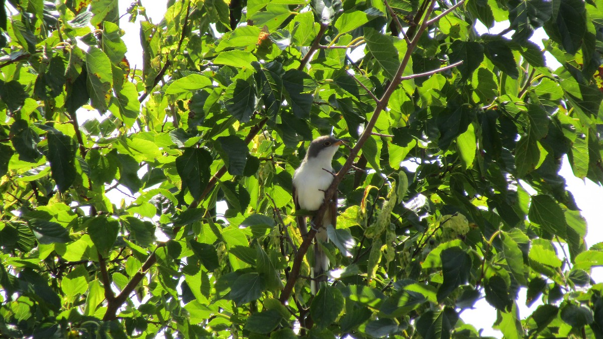 Yellow-billed Cuckoo - Joe Affinito