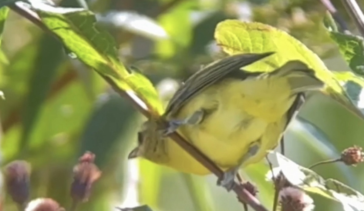 Philadelphia Vireo - ML623636835