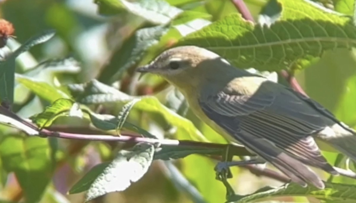 Philadelphia Vireo - ML623636836