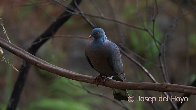 カナリーバト - ML623636840