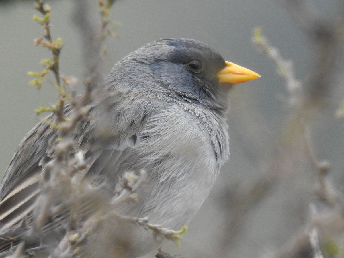 Band-tailed Sierra Finch - ML623636855