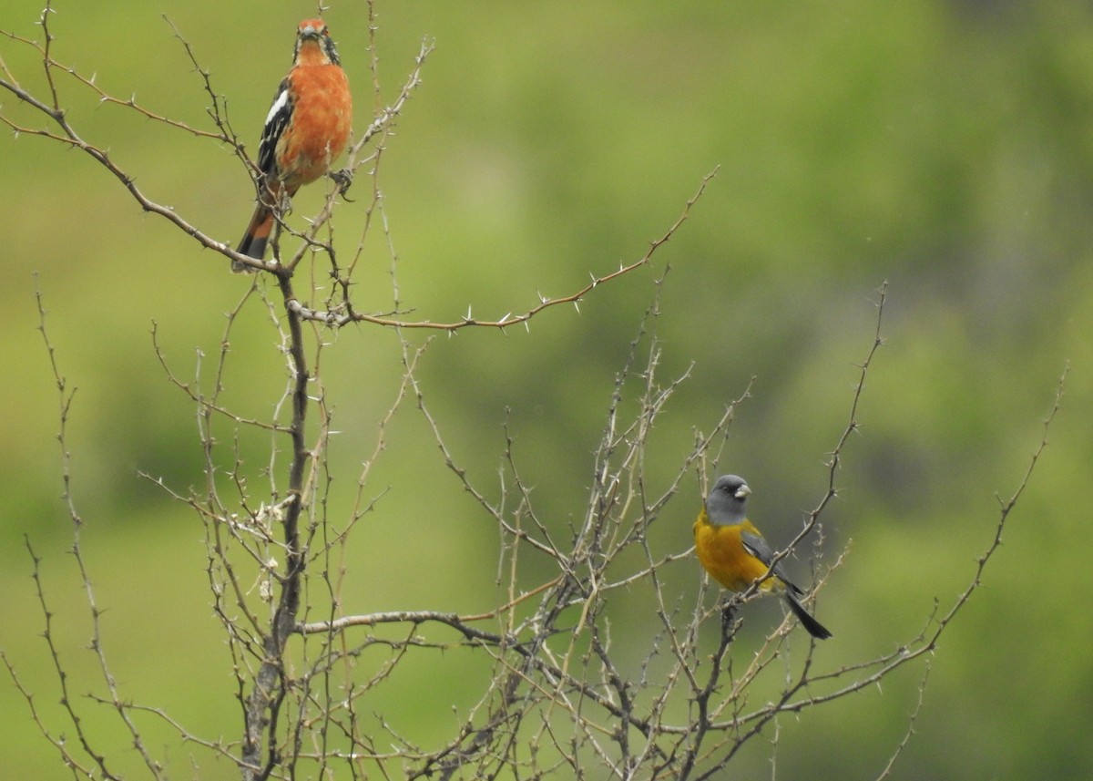 Gray-hooded Sierra Finch (minor) - ML623636862