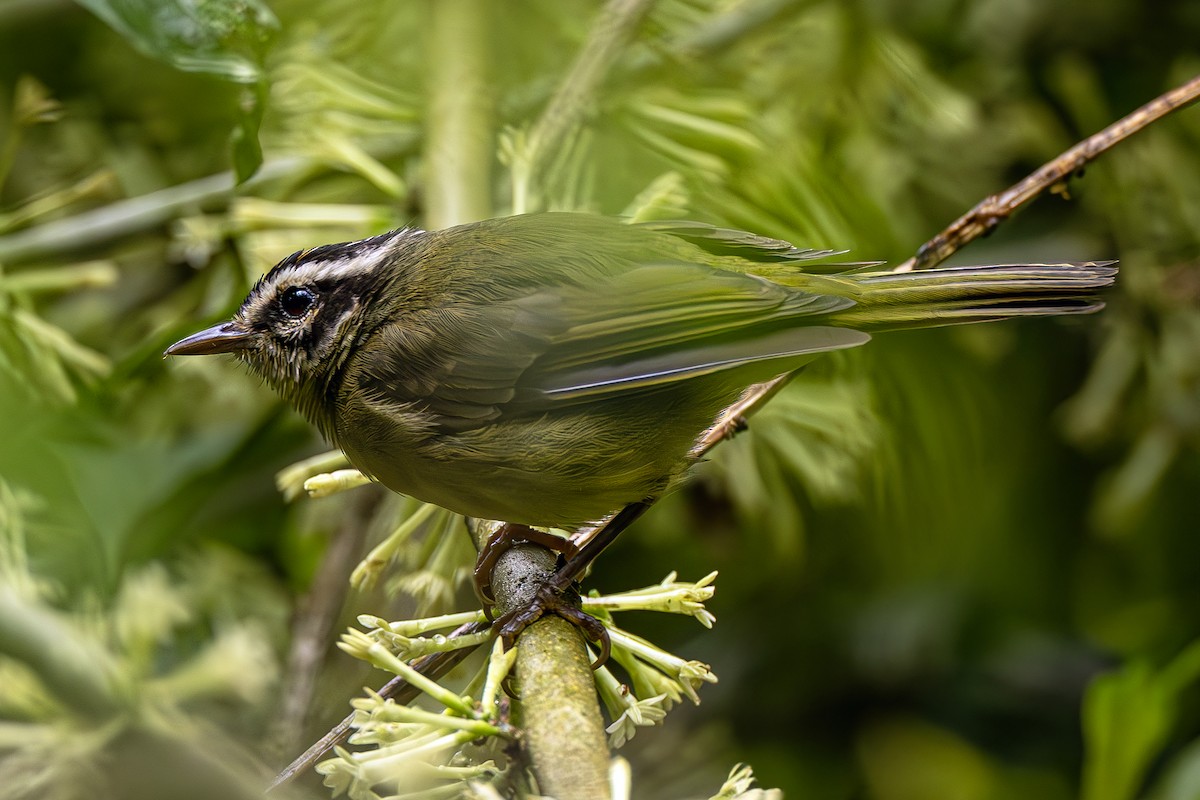 Three-striped Warbler - ML623636917