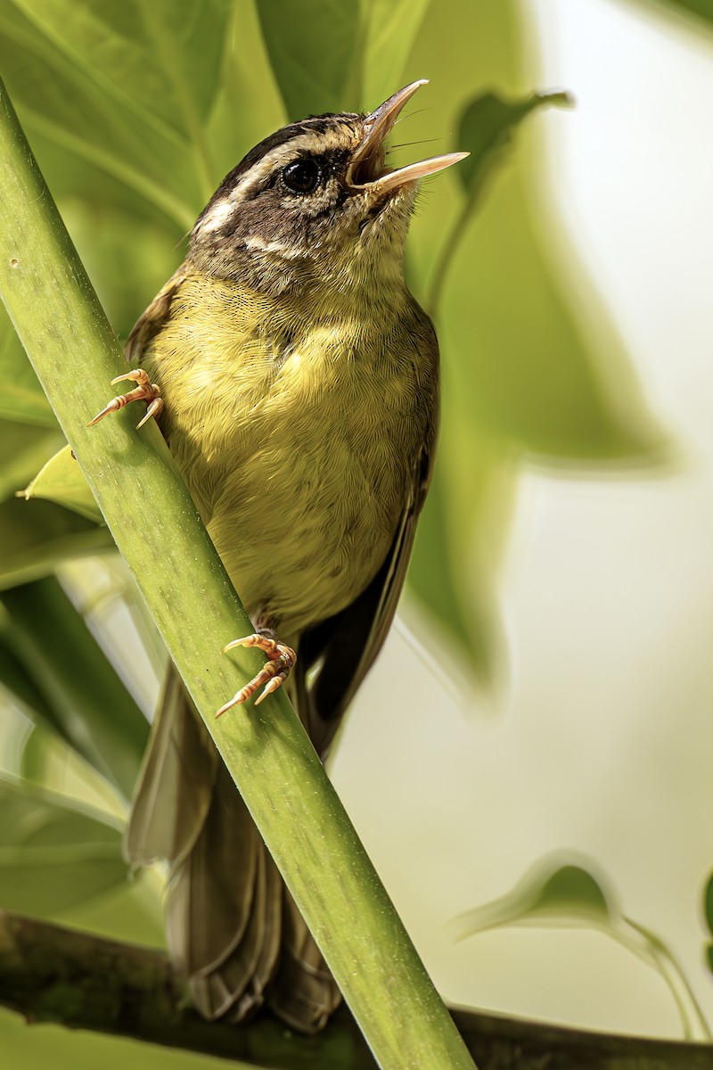 Three-striped Warbler - ML623636918