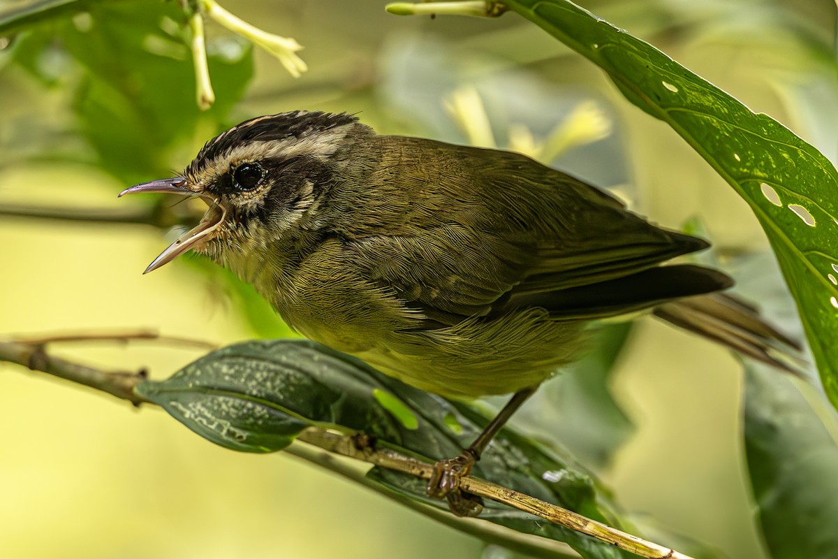 Three-striped Warbler - ML623636919