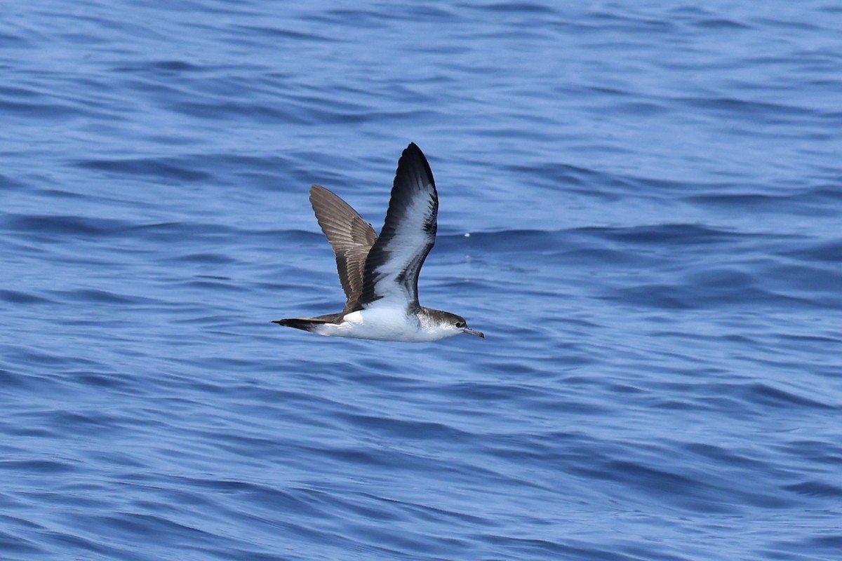 Audubon's Shearwater - ML623636924