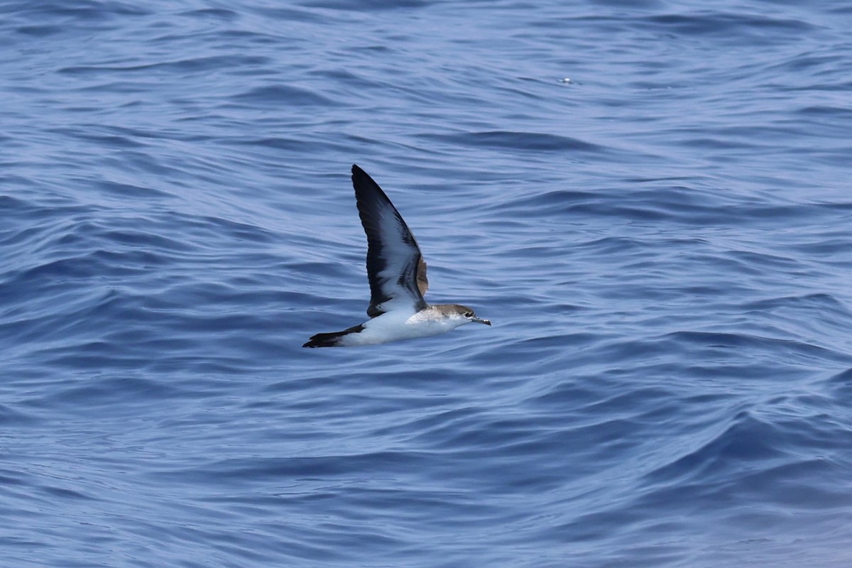 Audubon's Shearwater - Oliver Kew