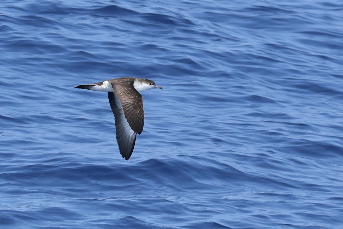 Audubon's Shearwater - Oliver Kew