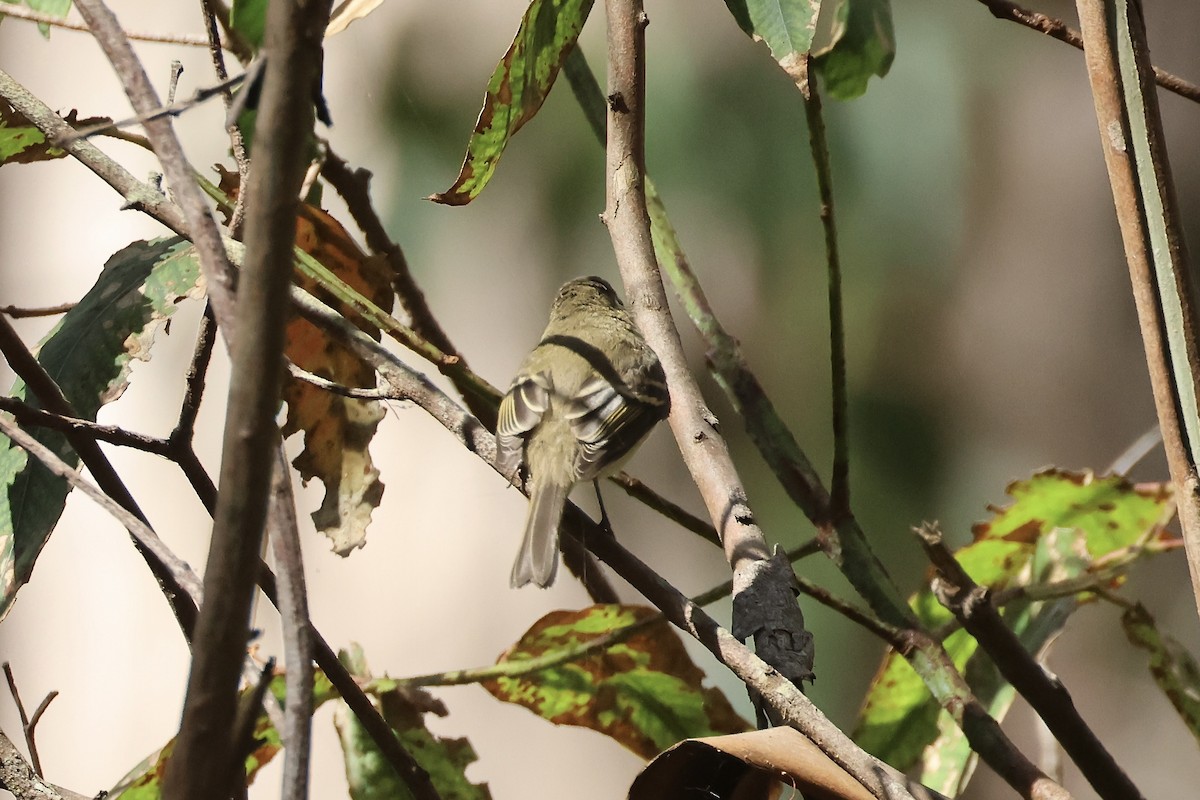 Western Flycatcher - ML623636960