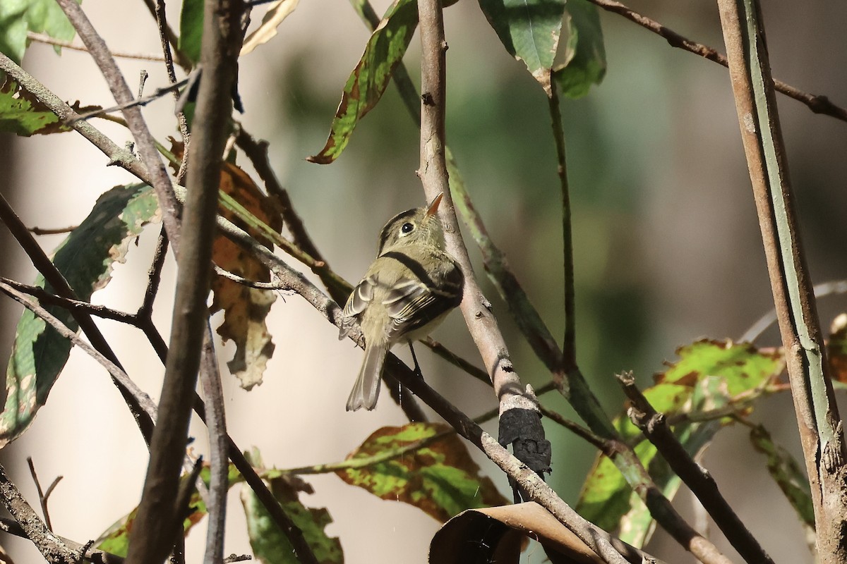 Western Flycatcher - ML623636961