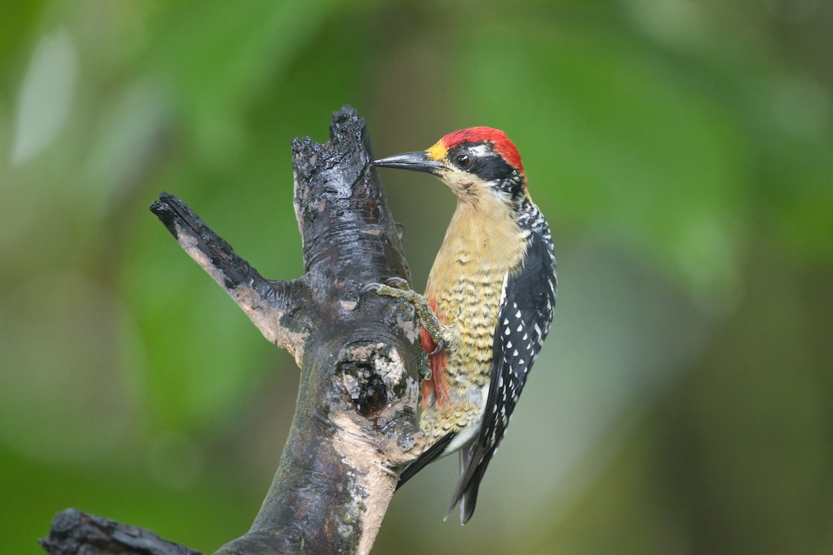 Black-cheeked Woodpecker - ML623636965