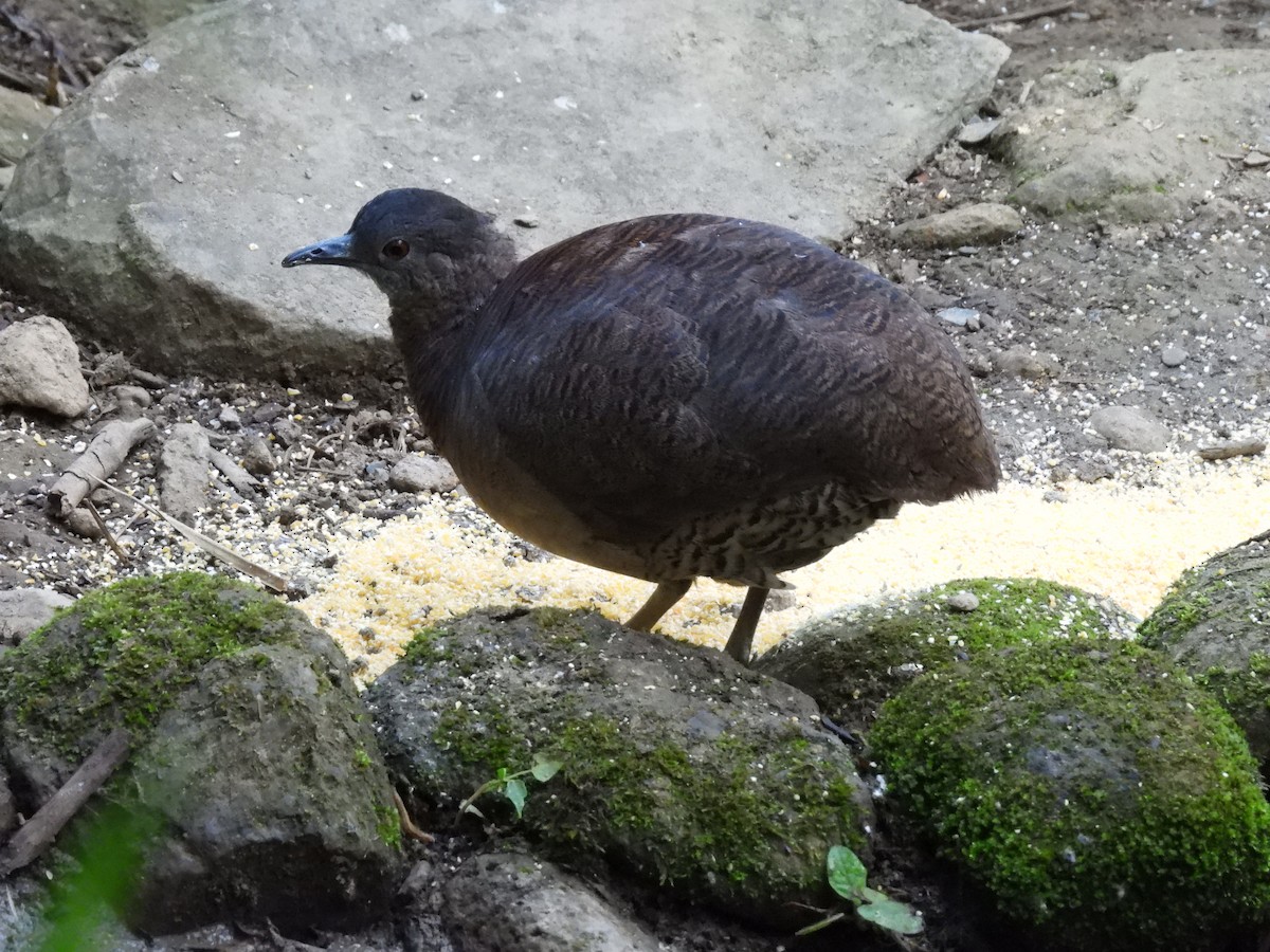 Undulated Tinamou - ML623636971