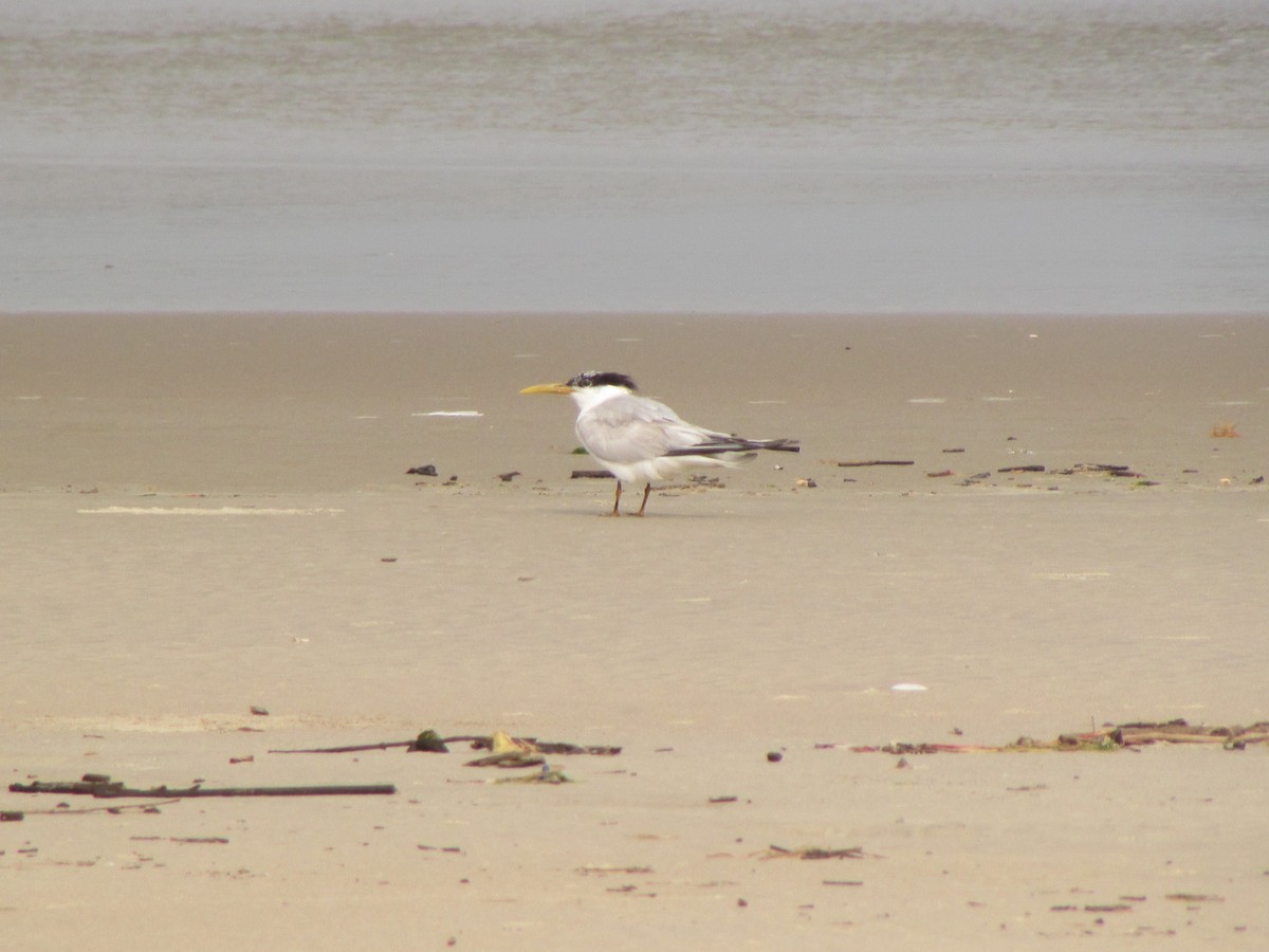 Sandwich Tern - ML623636976