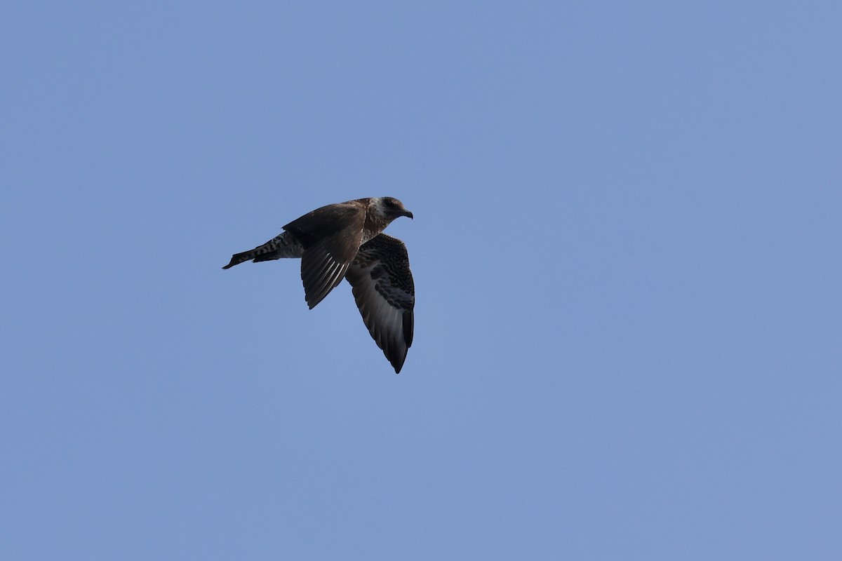 Pomarine Jaeger - Oliver Kew