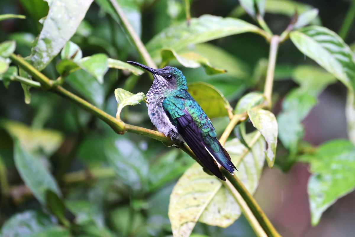 White-necked Jacobin - ML623637045