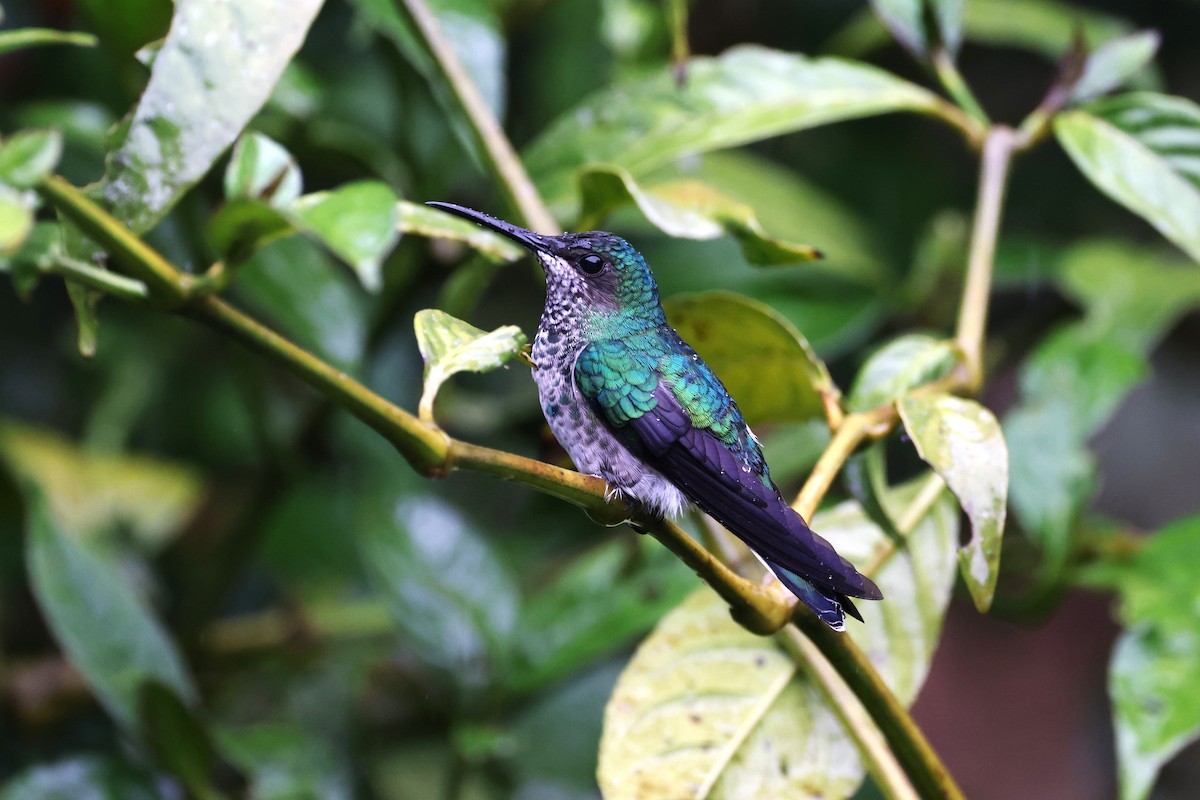 White-necked Jacobin - ML623637046