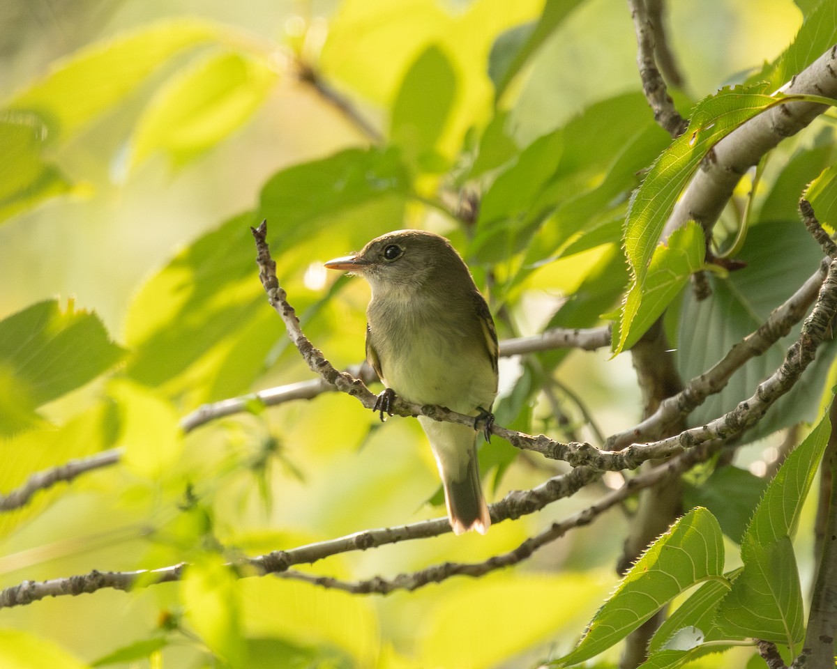Empidonax sp. - ML623637048