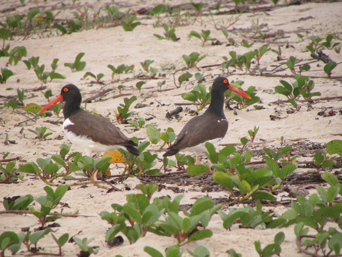 American Oystercatcher - ML623637071