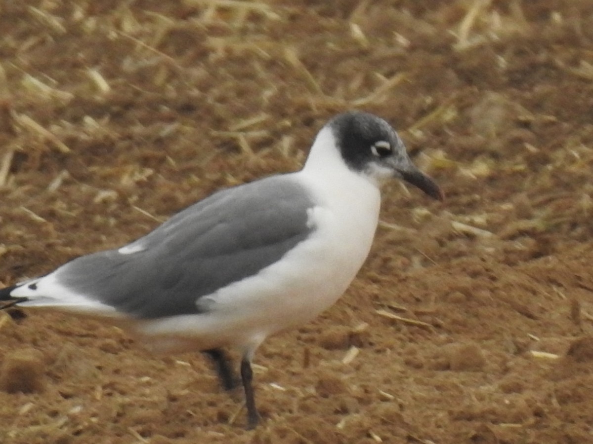 Franklin's Gull - ML623637073