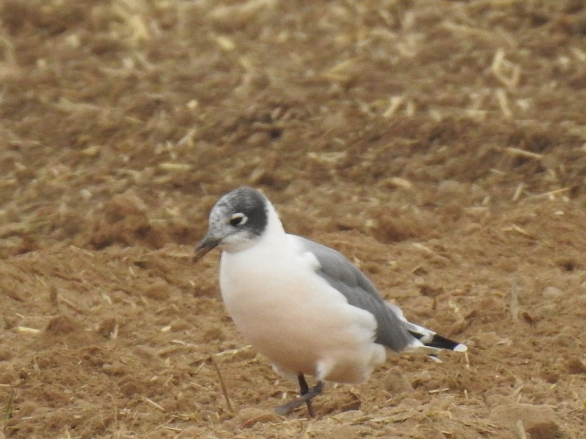 Franklin's Gull - ML623637075