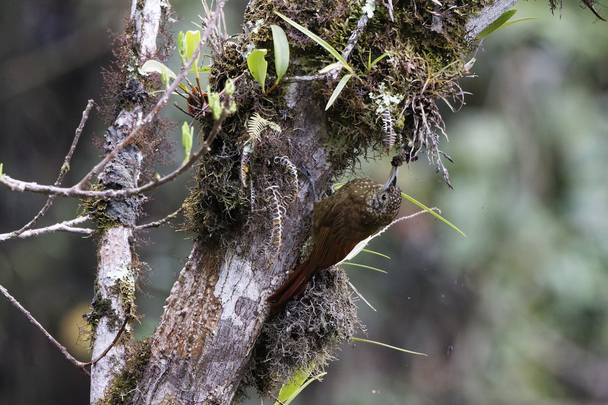 Olive-backed Woodcreeper - ML623637078