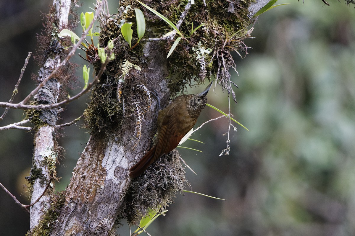 Olive-backed Woodcreeper - ML623637080