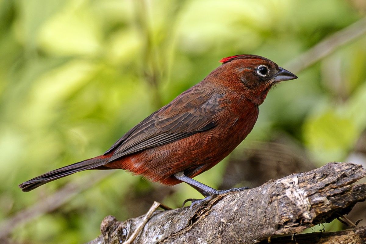 Red-crested Finch - ML623637084