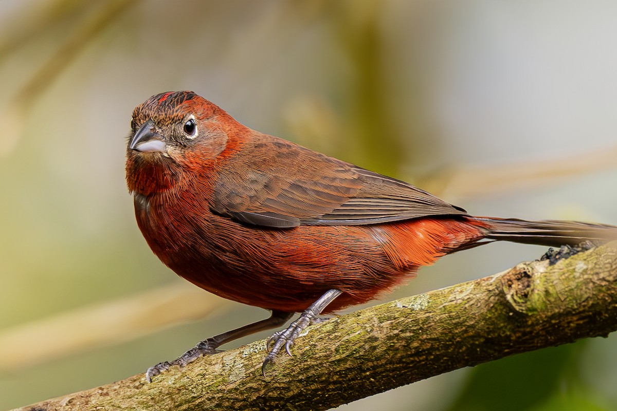 Red-crested Finch - ML623637086