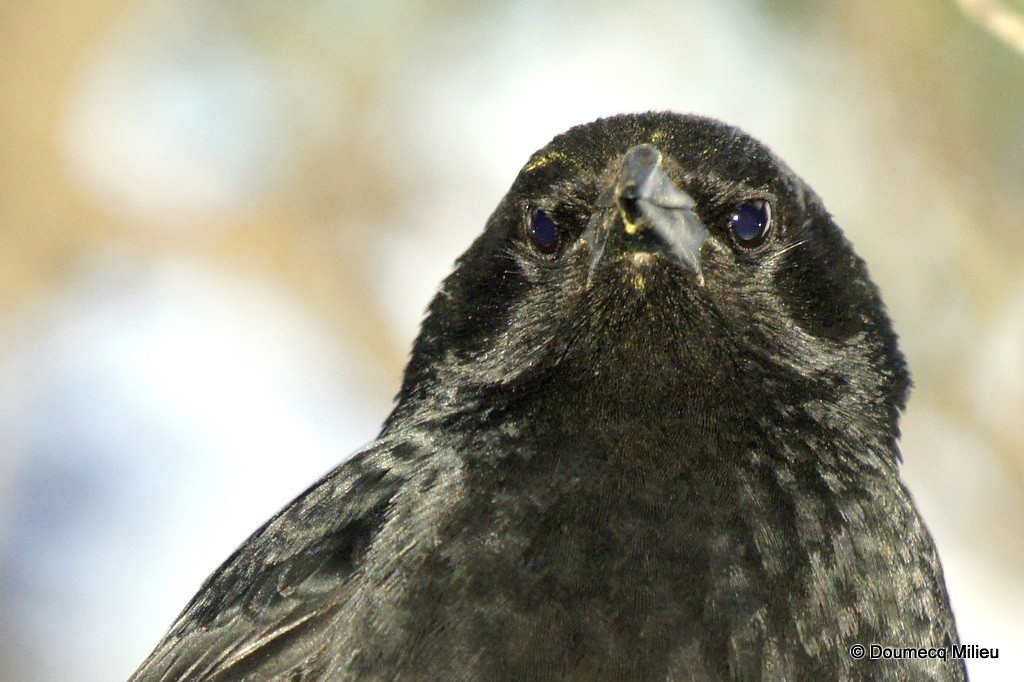 Austral Blackbird - ML62363711