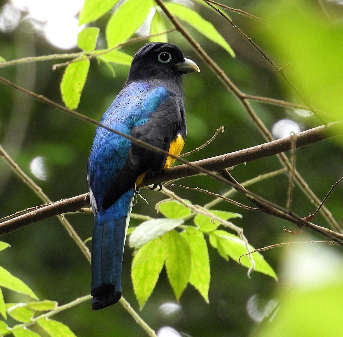 Ak Kuyruklu Trogon - ML623637123