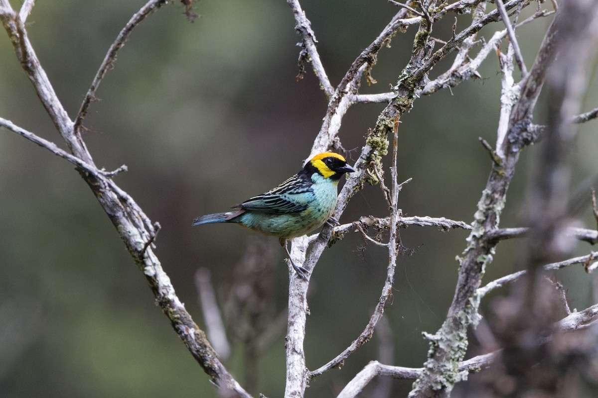 Saffron-crowned Tanager - David Wright