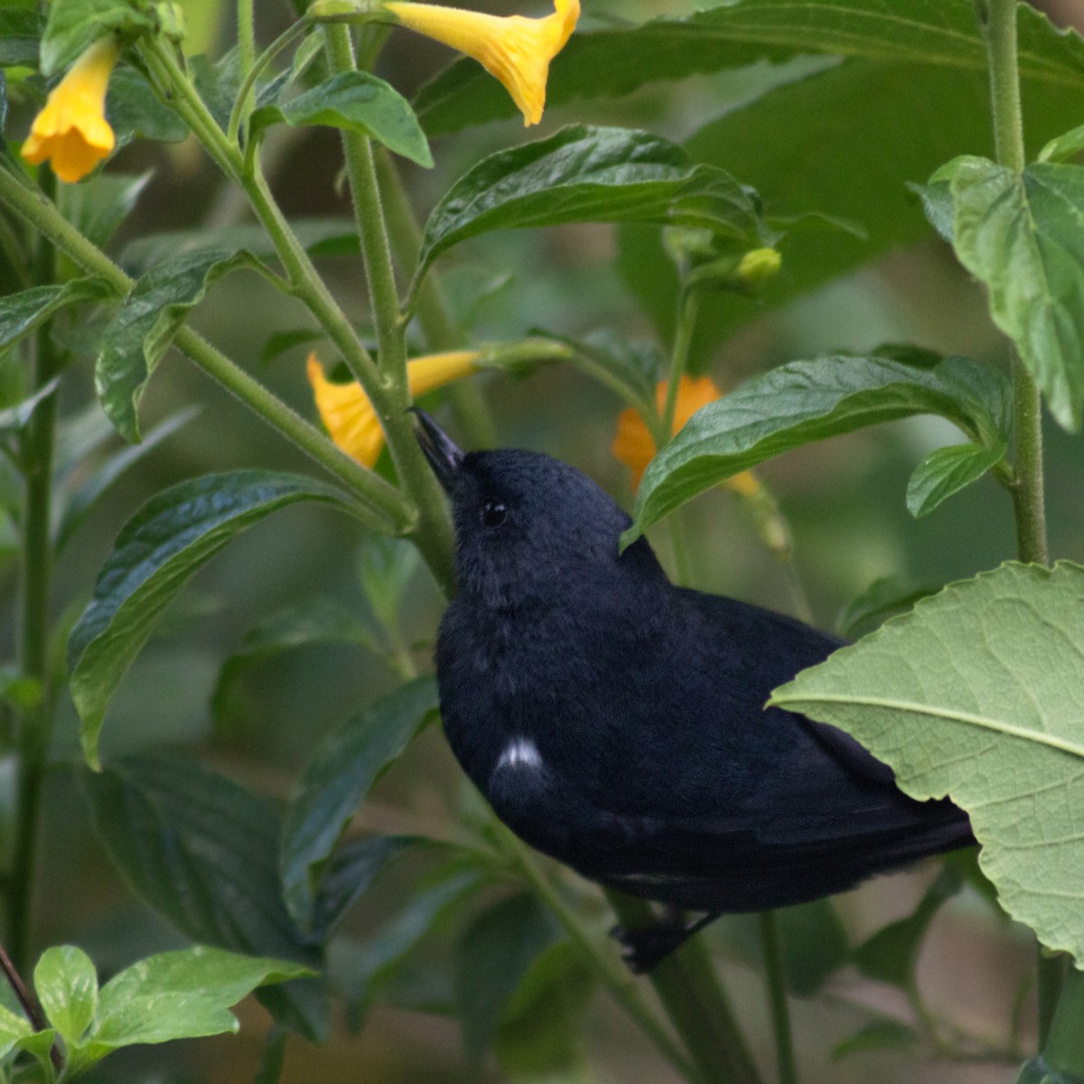 White-sided Flowerpiercer - ML623637138