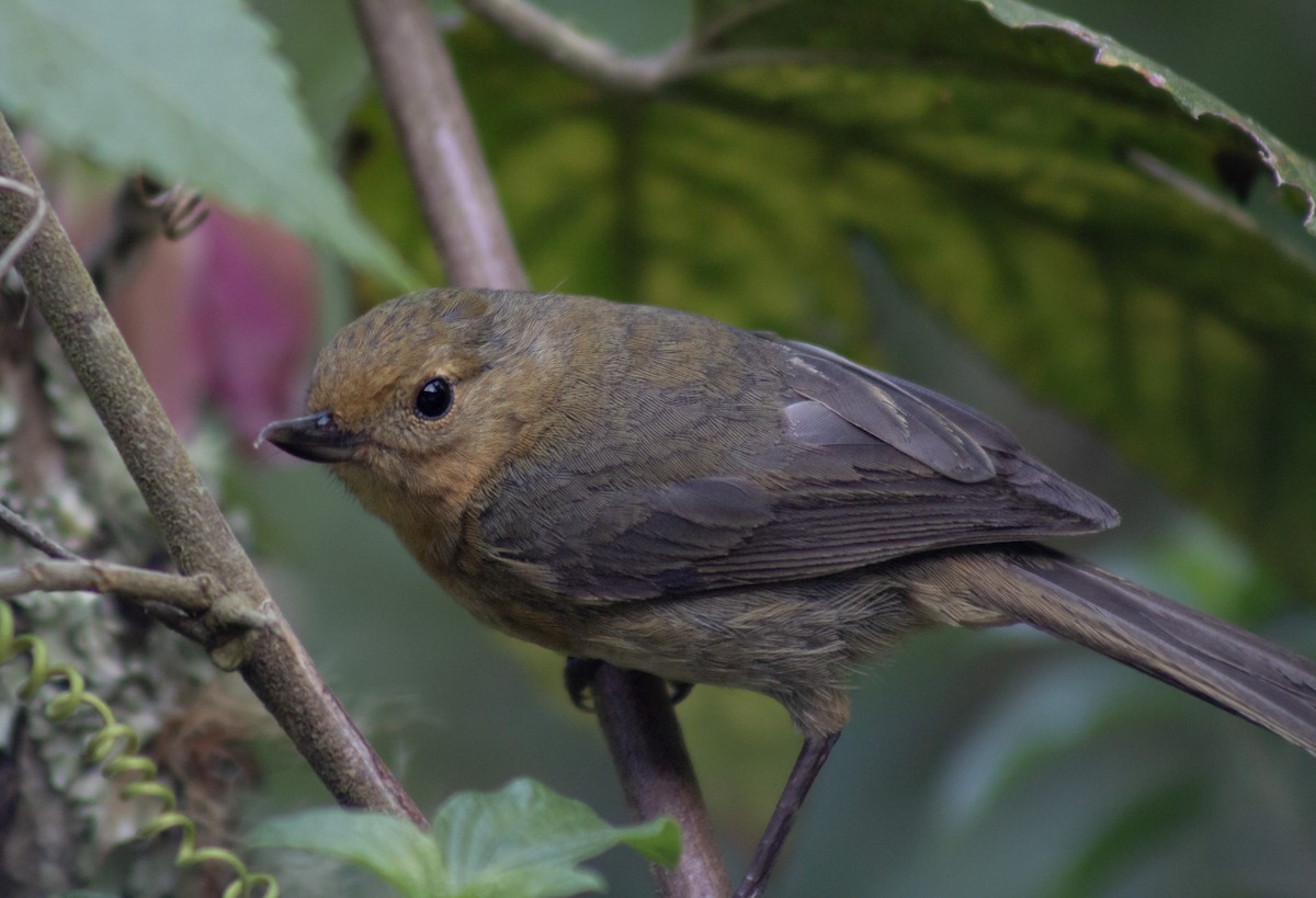 White-sided Flowerpiercer - ML623637139