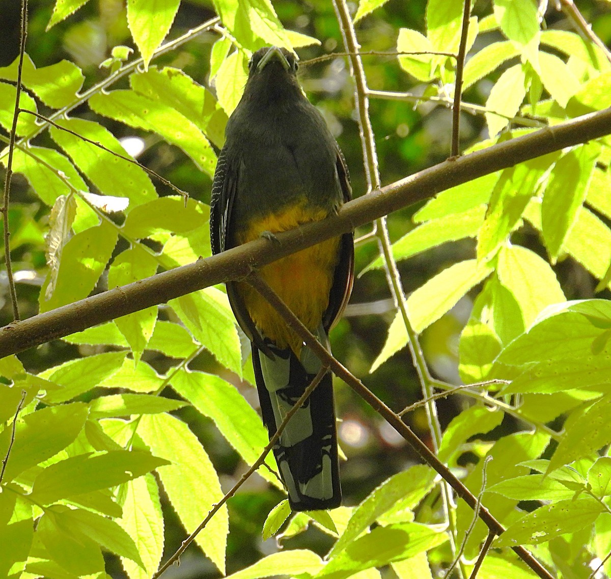 Ak Kuyruklu Trogon - ML623637147