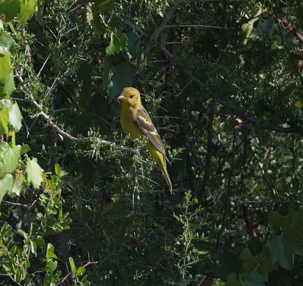 Western Tanager - kim morse