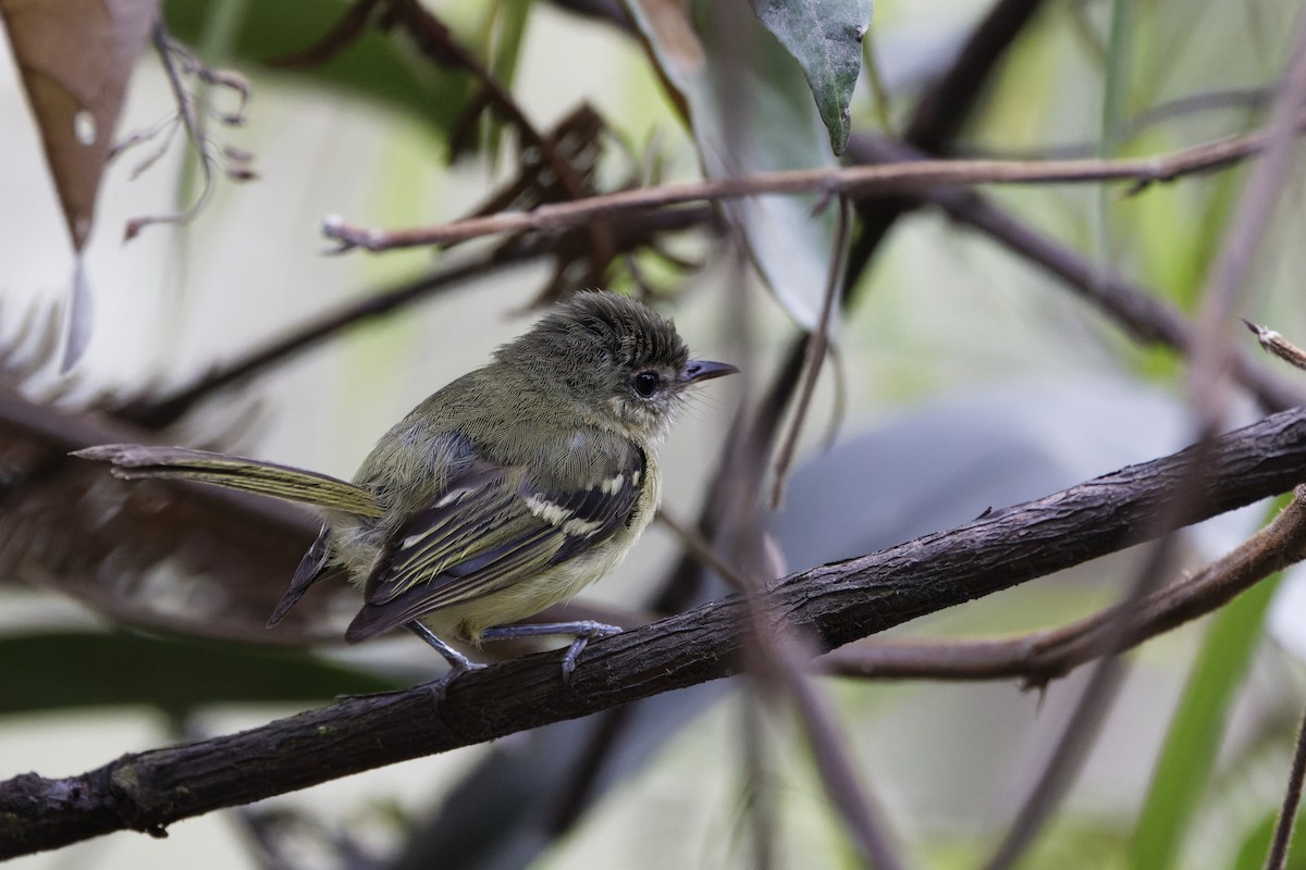 Mottle-cheeked Tyrannulet - ML623637169