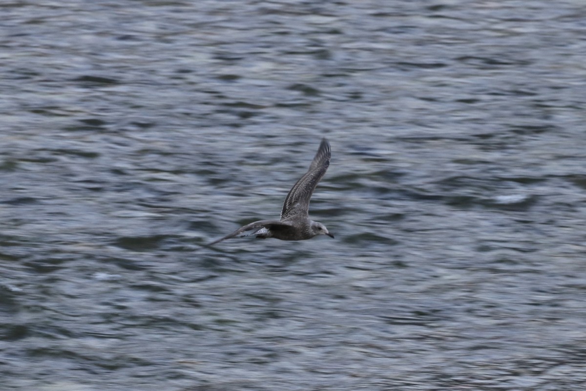 クロワカモメ - ML623637188
