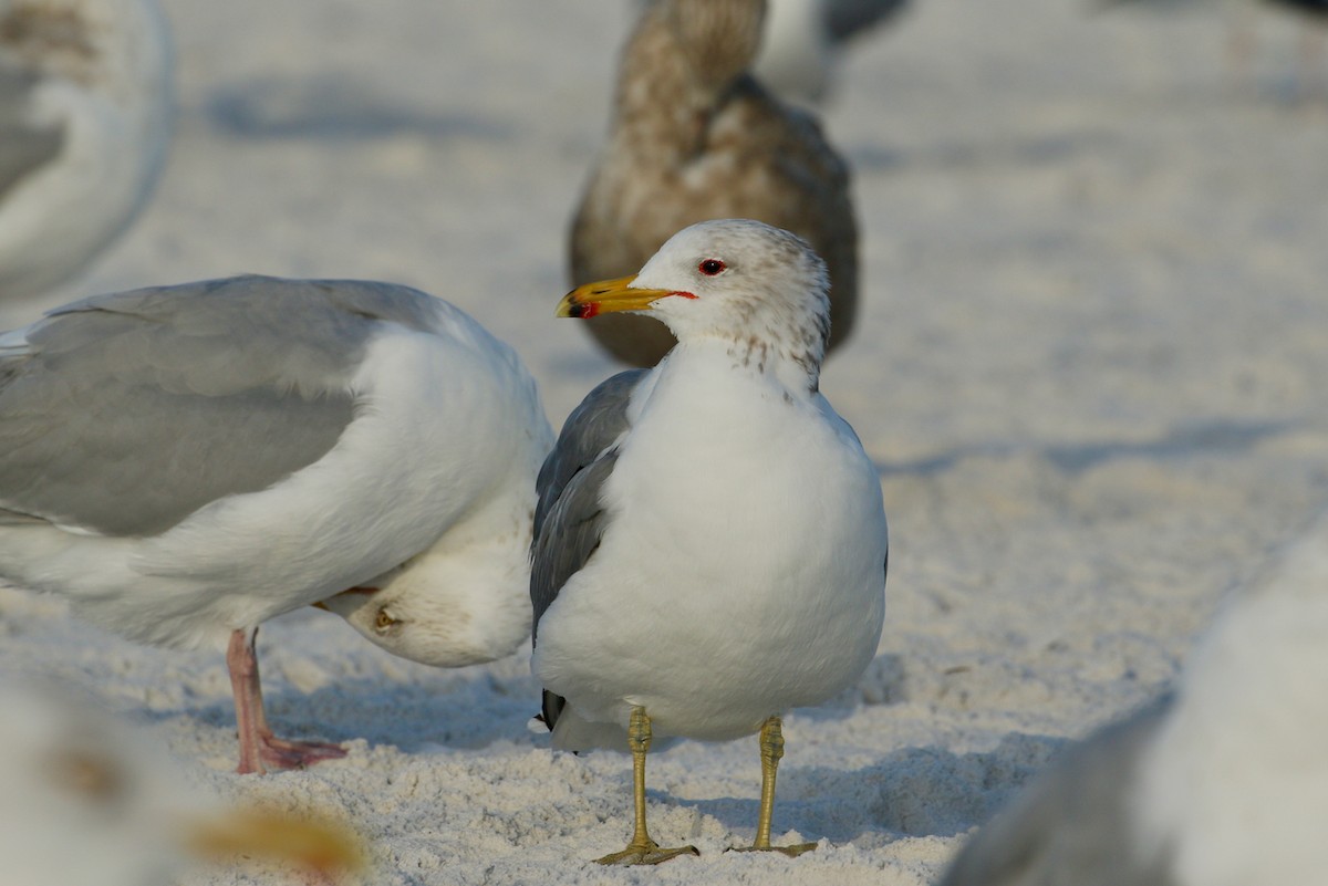 California Gull - ML623637190