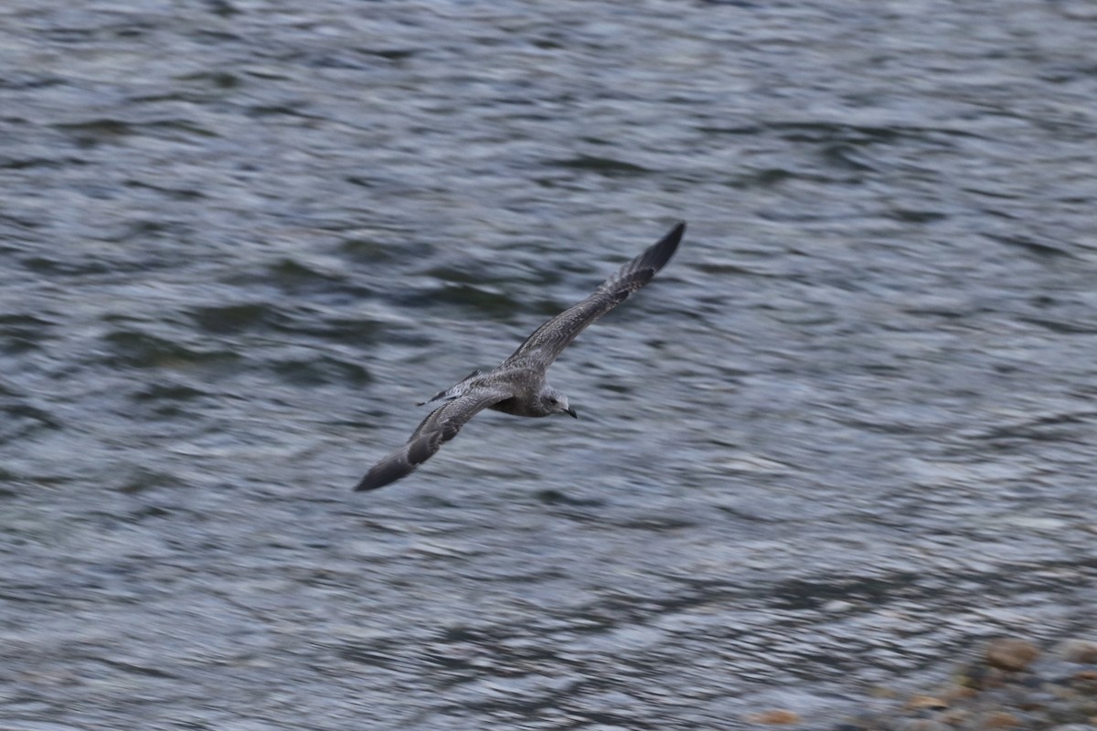 クロワカモメ - ML623637193