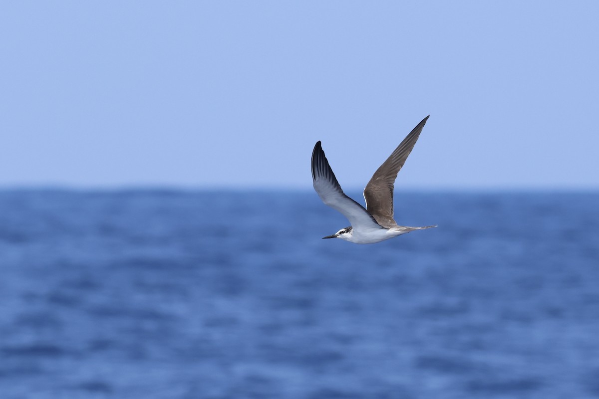 Bridled Tern - Oliver Kew