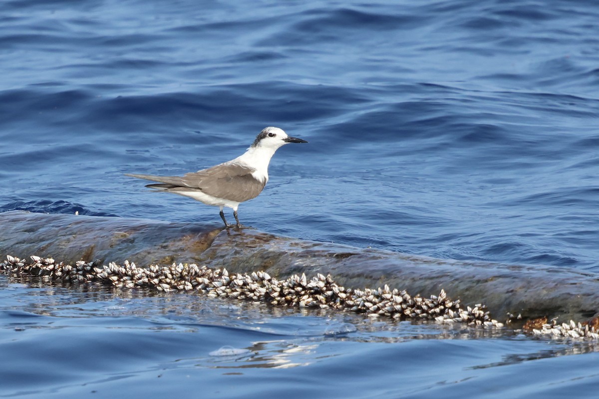 Bridled Tern - Oliver Kew